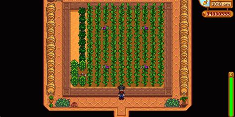 stardew valley oasis|Growing crops at Oasis : r/StardewValley .